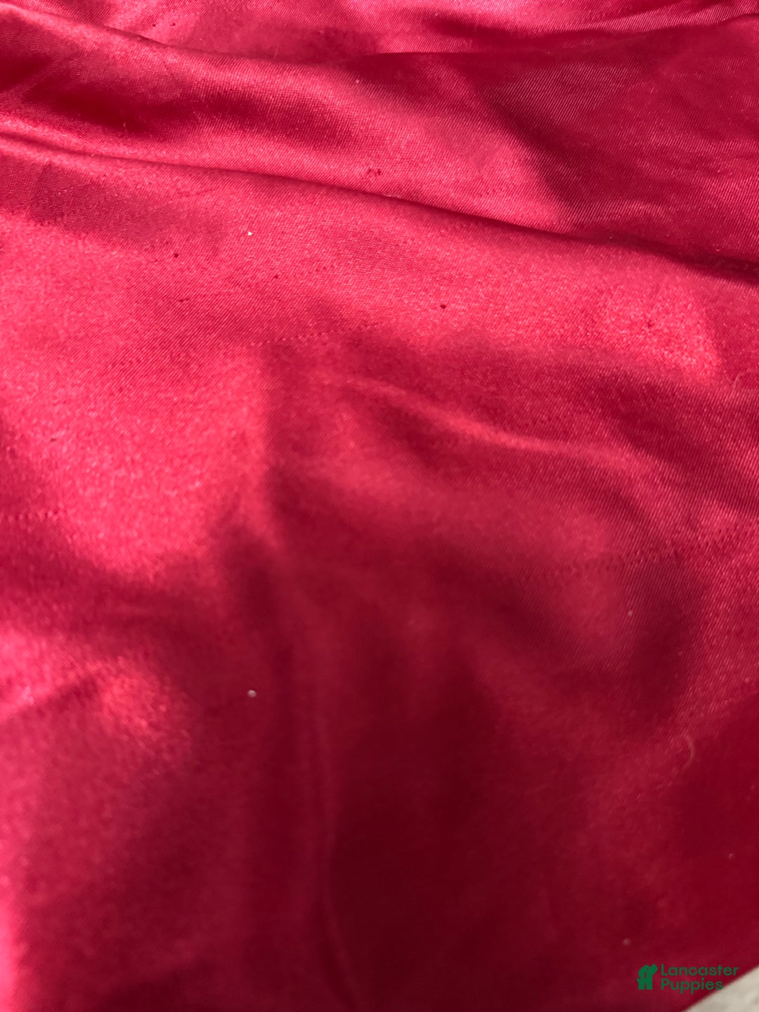 Yorkshire Terrier dogs for sale: Alfredo - Ad 12