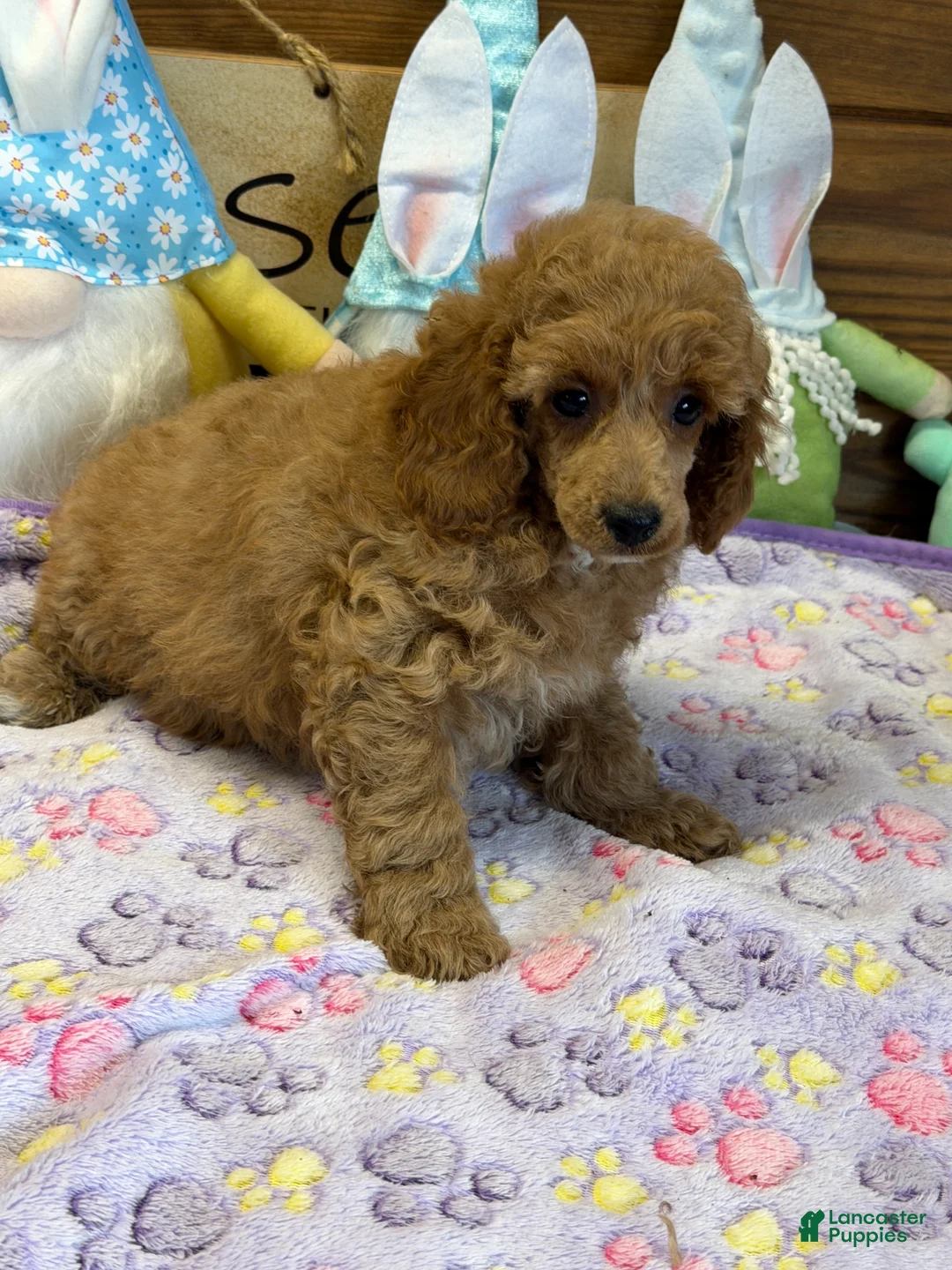 Toy Poodle dogs for sale: Finn - Ad 5