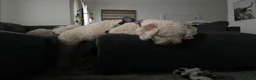 Goldendoodle dogs for sale: Goldendoodle 4 - Ad 6