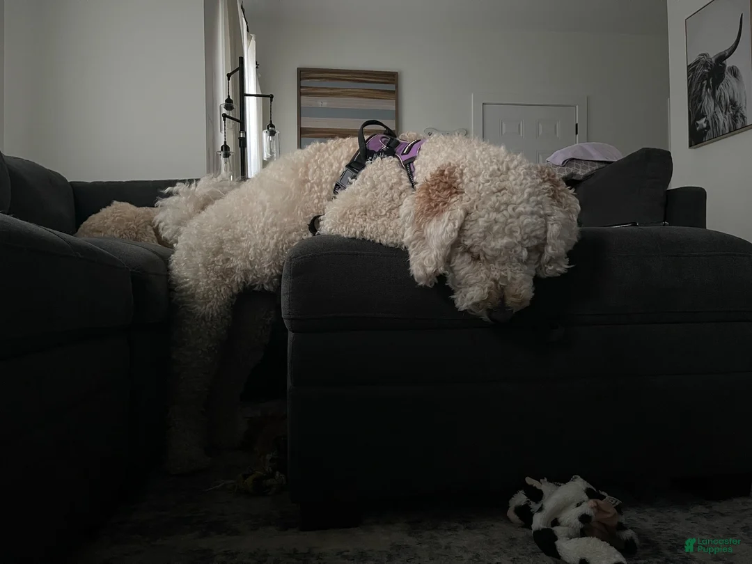 Goldendoodle dogs for sale: Goldendoodle 4 - Ad 6