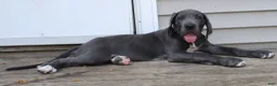 Great Dane dogs for sale: Diamond - Ad 20