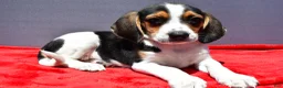 Beagle dogs for sale: Roy - Ad 1