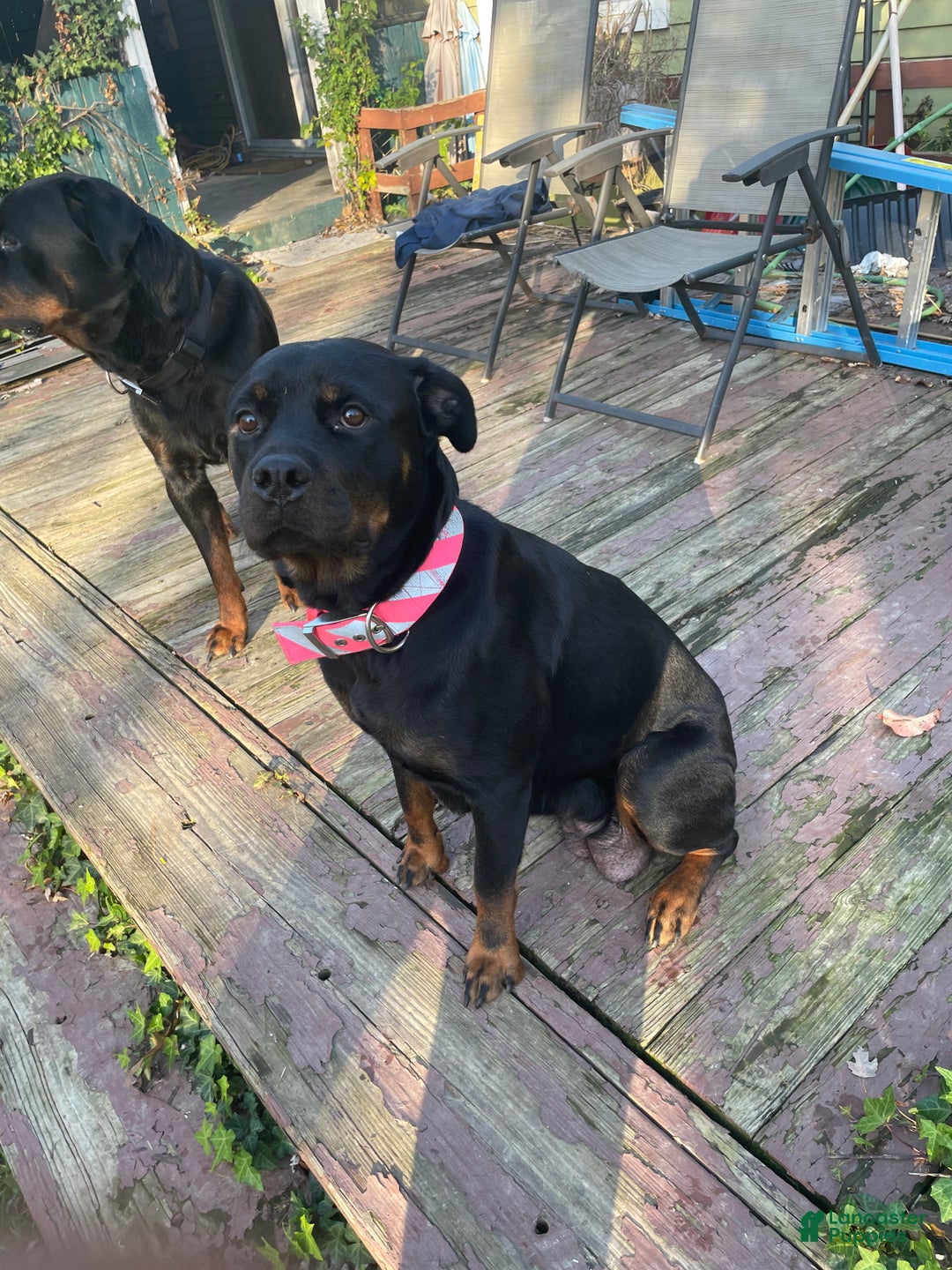 Rottweiler dogs for sale: Bruno  - Ad 2