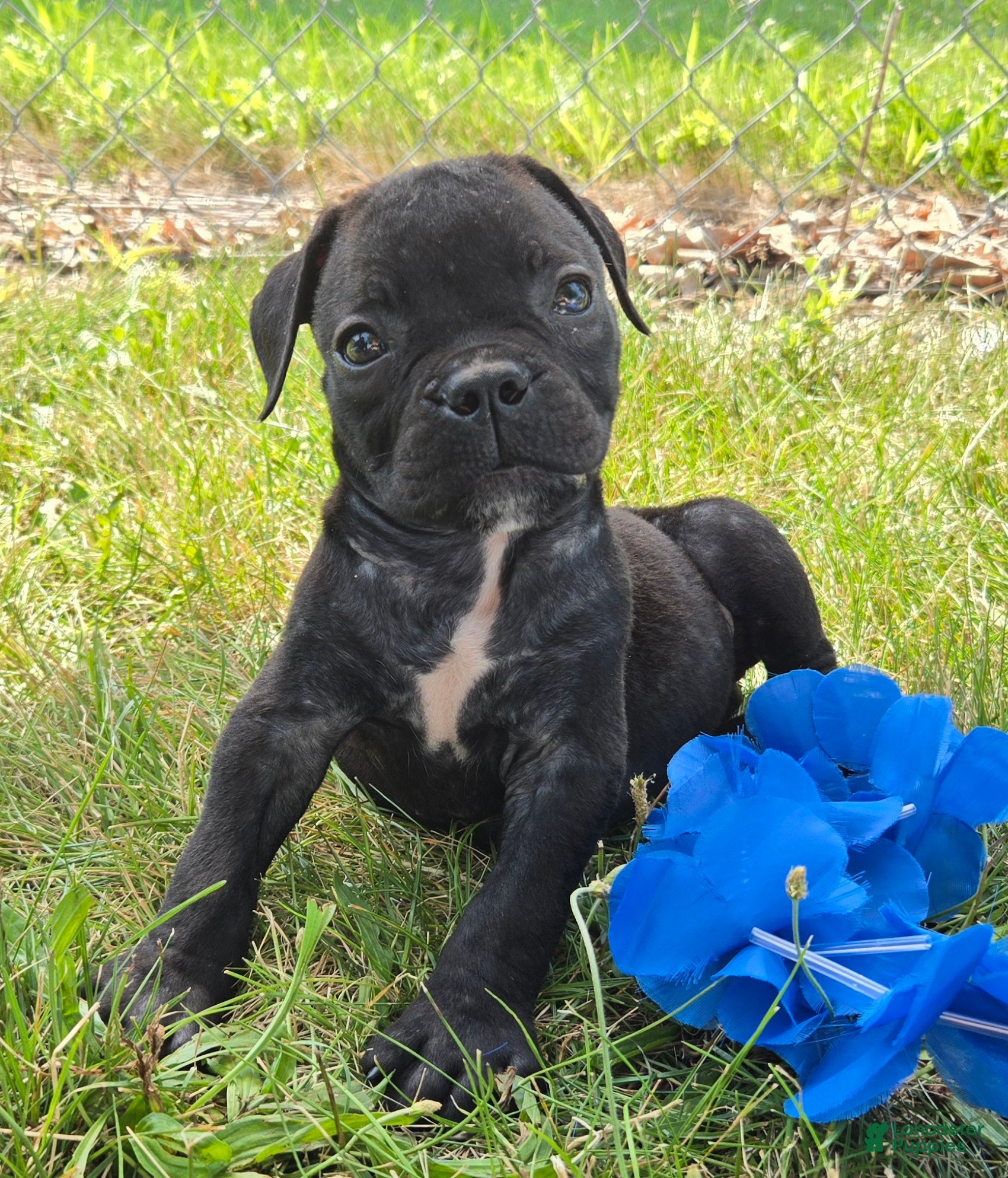Olde English Bulldogge dogs George - Ad 1