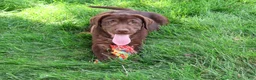 Labrador Retriever dogs for sale: Samuel  - Ad 4