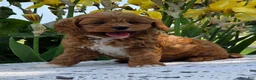 Cavapoo dogs for sale: Lonnie - Ad 6