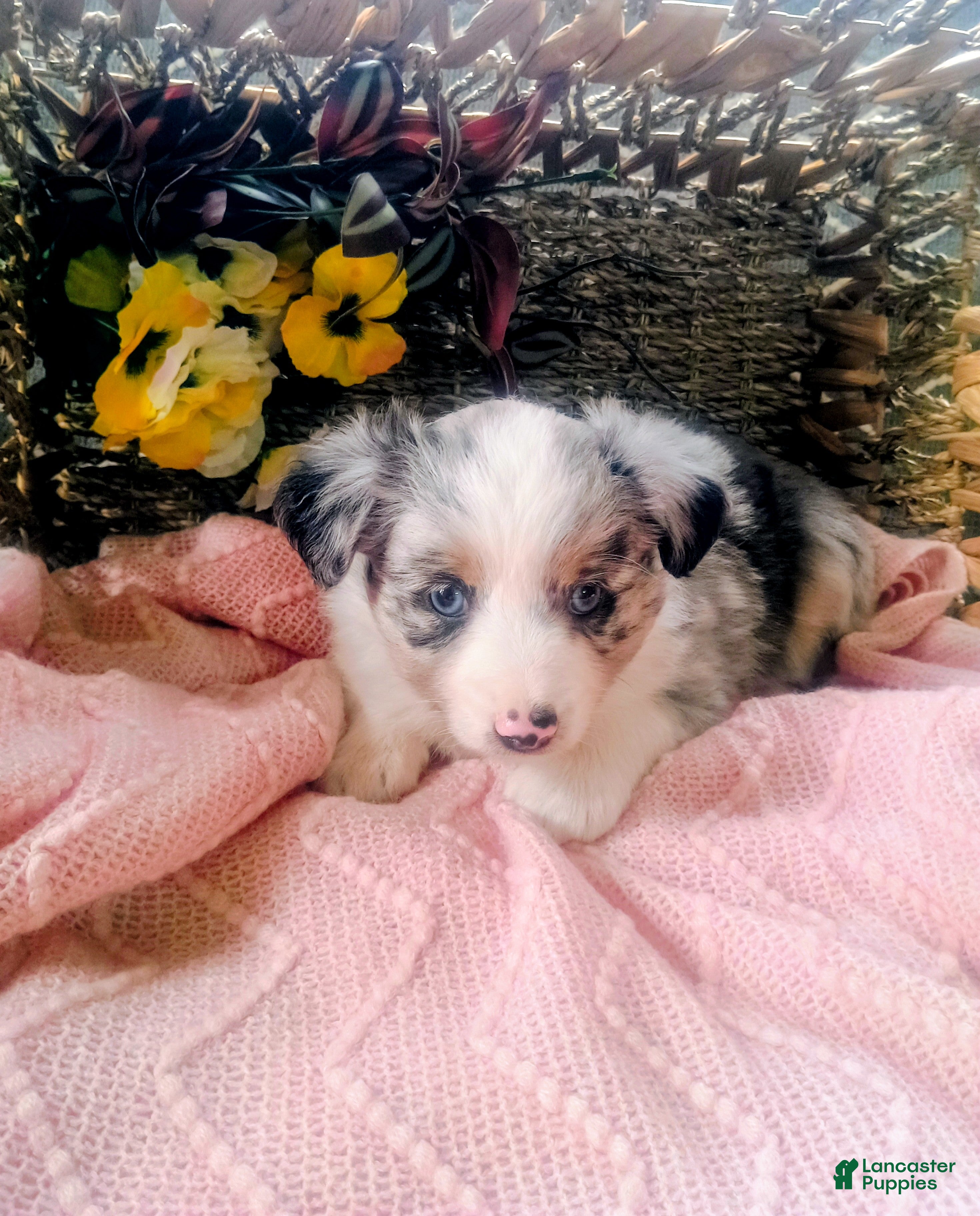 Toy Australian Shepherd dogs Toy Australian Shepherd Puppy 4 - Ad 2