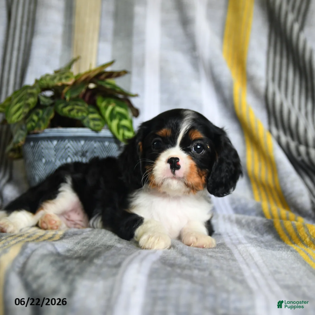 Cavalier King Charles Spaniel dogs for sale: Jamie - Ad 1