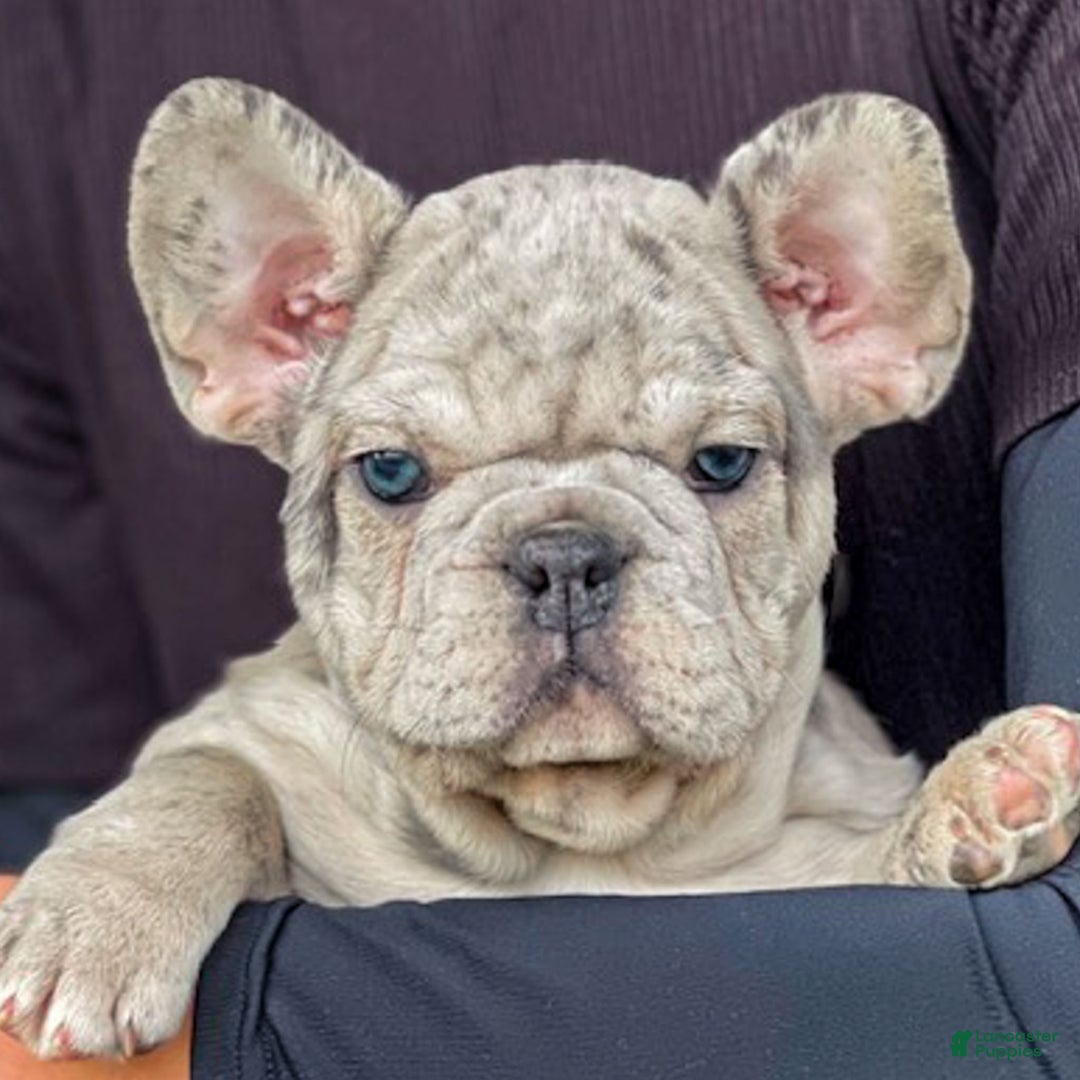 French Bulldog dogs for sale: Noelle - Ad 6