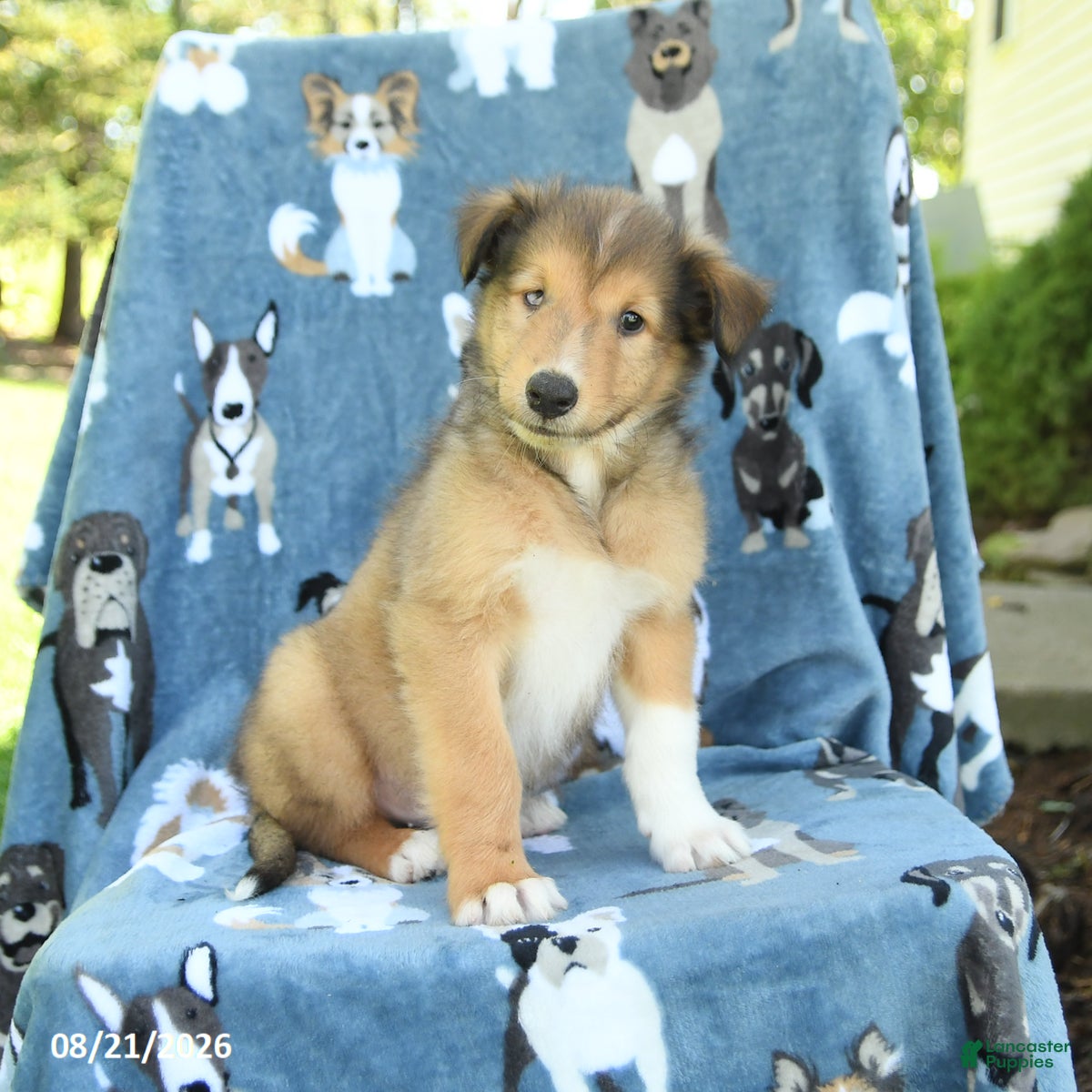 Collie dogs Oscar - Ad 1
