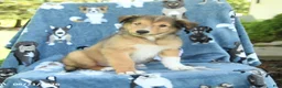 Collie dogs for sale: Oscar - Ad 1