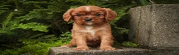 Cavalier King Charles Spaniel dogs for sale: Augie Cavalier King Charles Spaniel  - Ad 3
