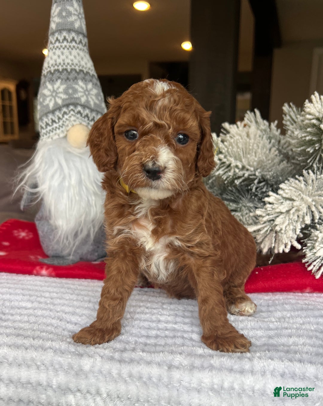 Mini Goldendoodle dogs for sale: Chloe - Ad 1