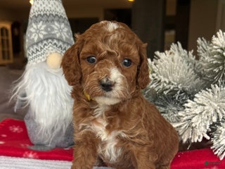 Mini Goldendoodle dogs Chloe - Ad 31