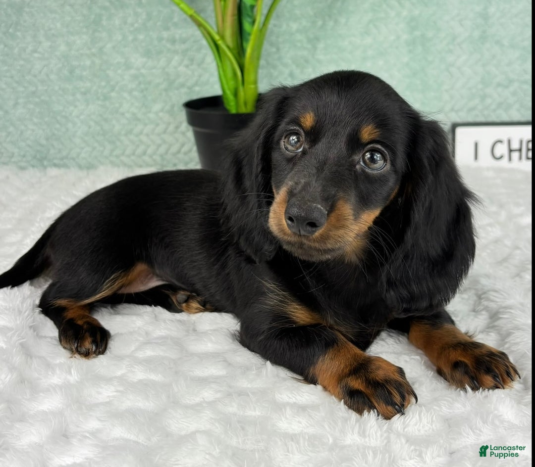 Miniature Dachshund dogs for sale: Dolly - Ad 1