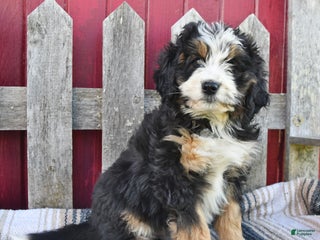 Bernedoodle dogs - Ad 16