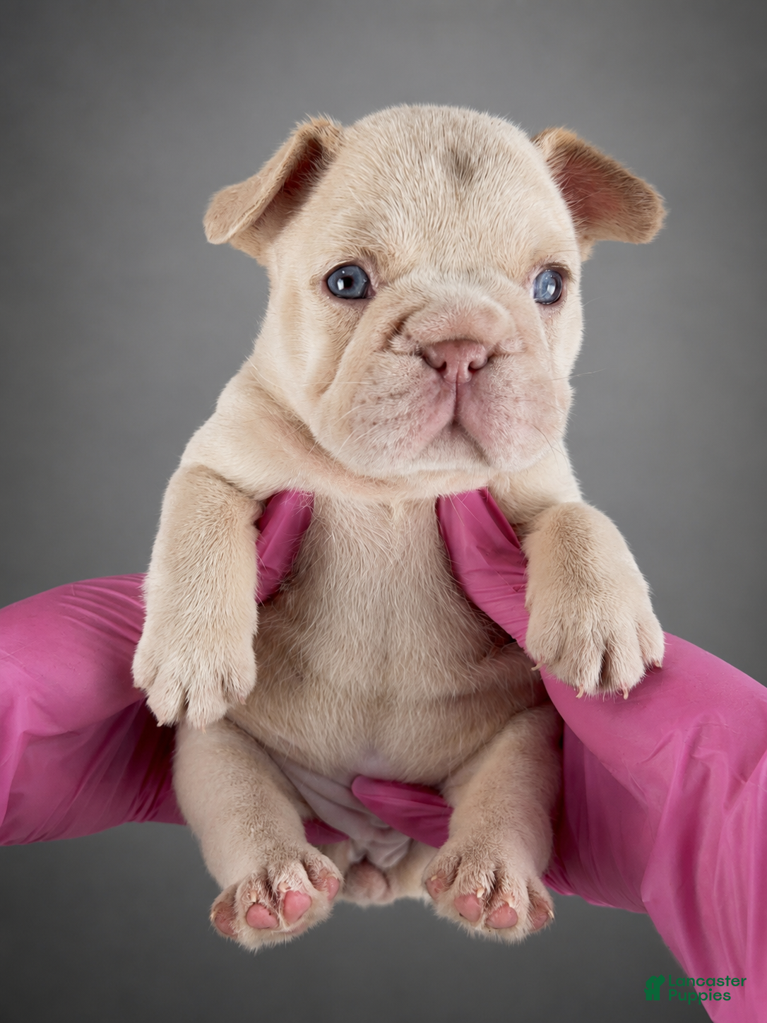French Bulldog dogs Cherry - Ad 5
