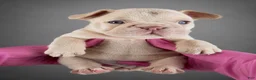 French Bulldog dogs for sale: Cherry - Ad 1