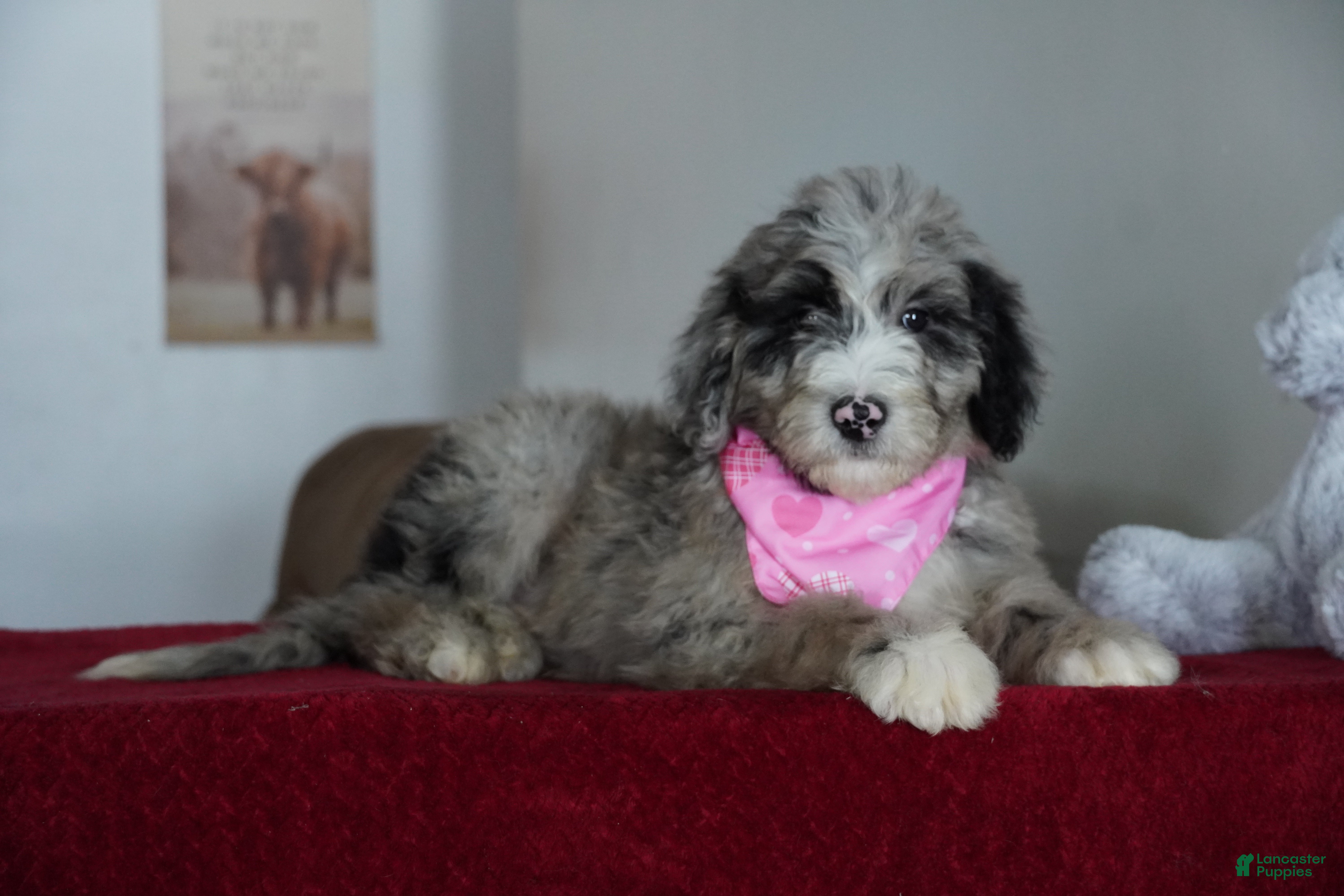 Sheepadoodle dogs Nova - Ad 26
