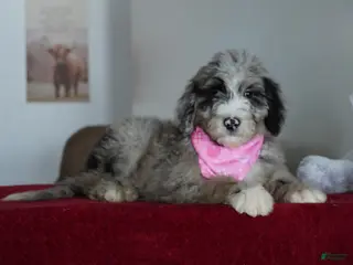 Sheepadoodle dogs Nova - Ad 26