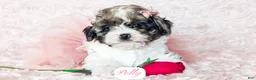 Cavapoo dogs for sale: Polly - Ad 23