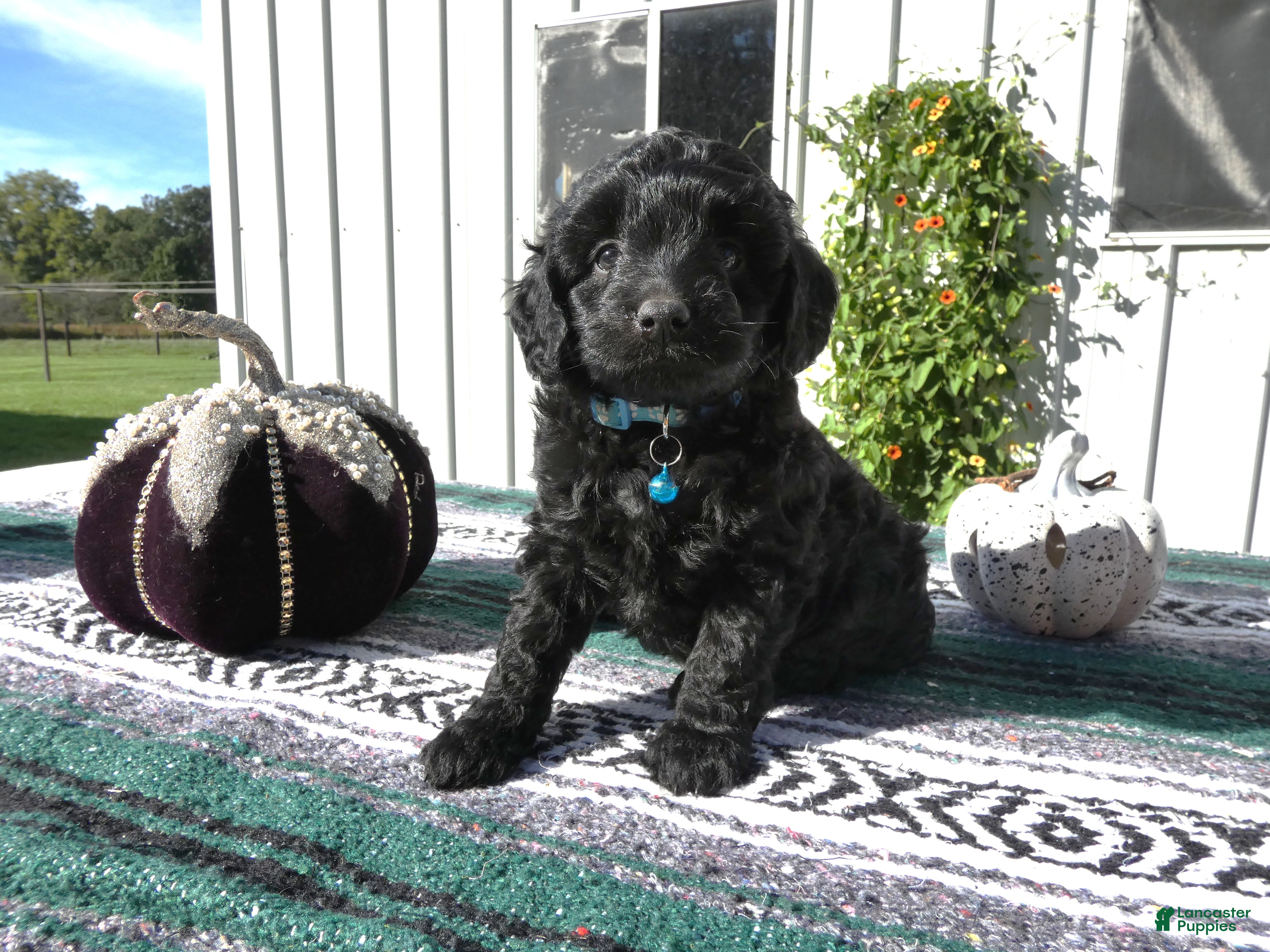 Mini Goldendoodle dogs Mini Goldendoodle 6 Riley - Ad 7