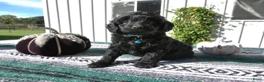 Mini Goldendoodle 6 Riley