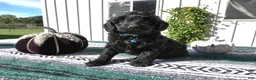 Mini Goldendoodle dogs for sale: Mini Goldendoodle 6 Riley - Ad 1