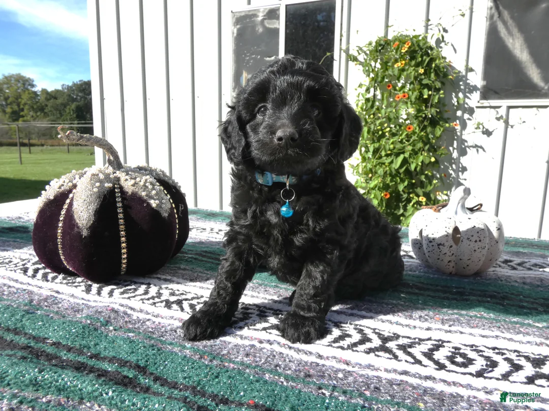 Mini Goldendoodle dogs for sale: Mini Goldendoodle 6 Riley - Ad 1