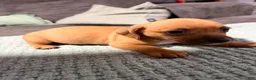 Chiweenie dogs for sale: Chiweenie 1 - Ad 6