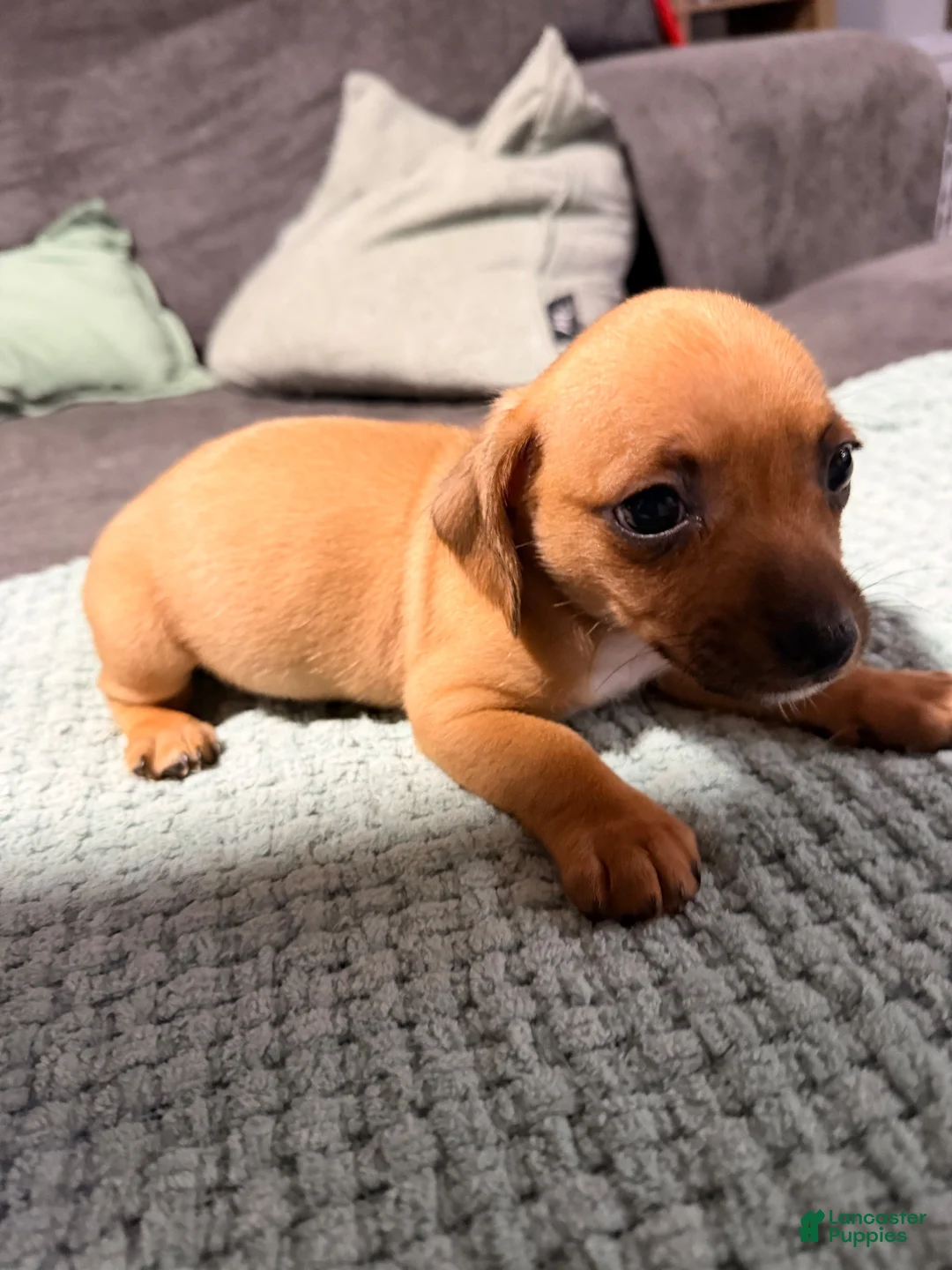 Chiweenie dogs for sale: Chiweenie 1 - Ad 6