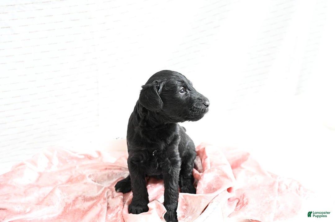 Mixed Breed dogs for sale: Hazel - Ad 2