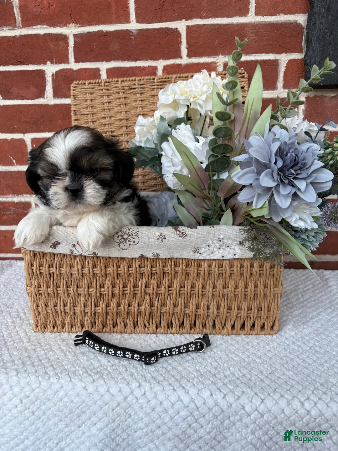 Shih Tzu dogs for sale: Cody - Ad 6