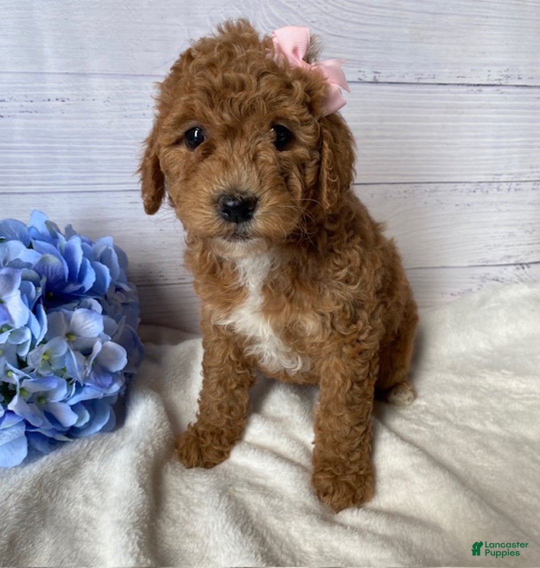 Mini Goldendoodle dogs for sale: Kandy - Ad 5