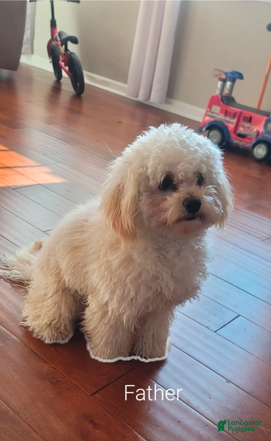 Maltipoo dogs for sale: Maltipoo Puppy 2 - Ad 12