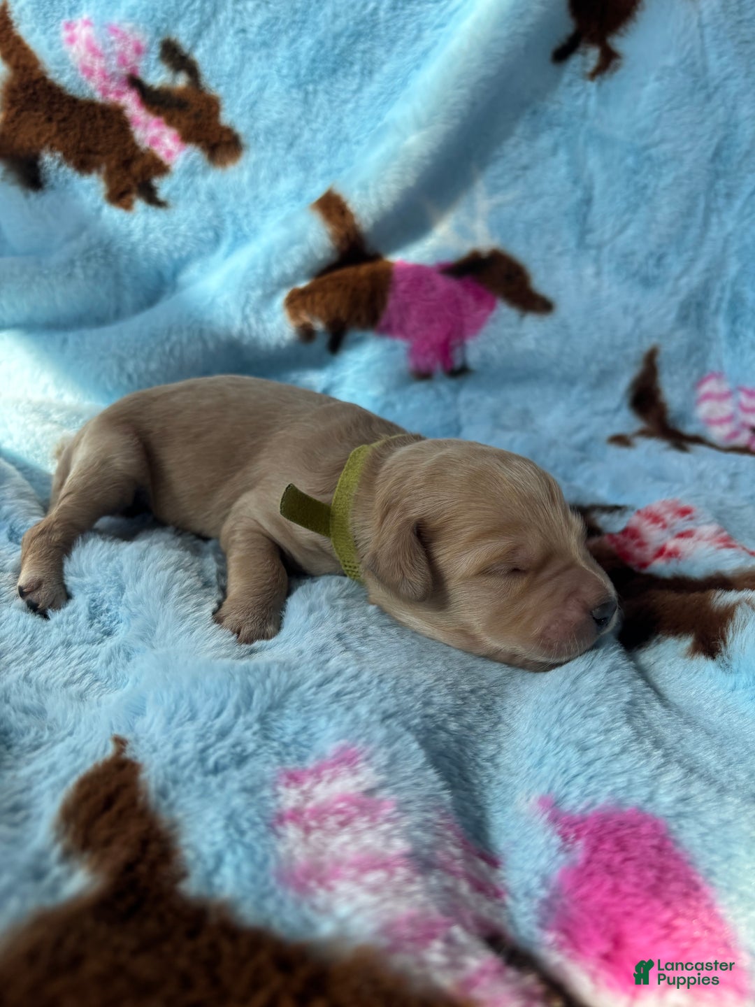 Goldendoodle dogs for sale: Cedar - Ad 7