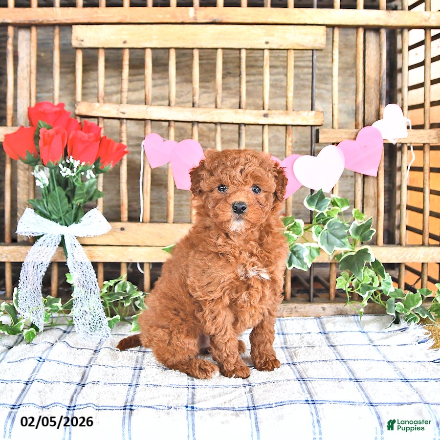Mini Goldendoodle dogs Pearl - Ad 23
