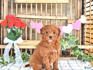 Mini Goldendoodle dogs Pearl - Ad 23