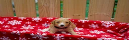 Goldendoodle dogs for sale: Ebony - Ad 2
