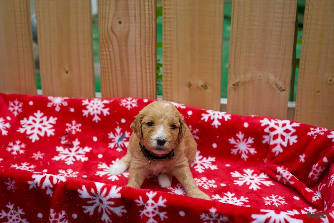 Goldendoodle dogs for sale: Ebony - Ad 2