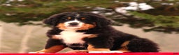 Bernese Mountain Dog dogs for sale: Barry - Ad 4