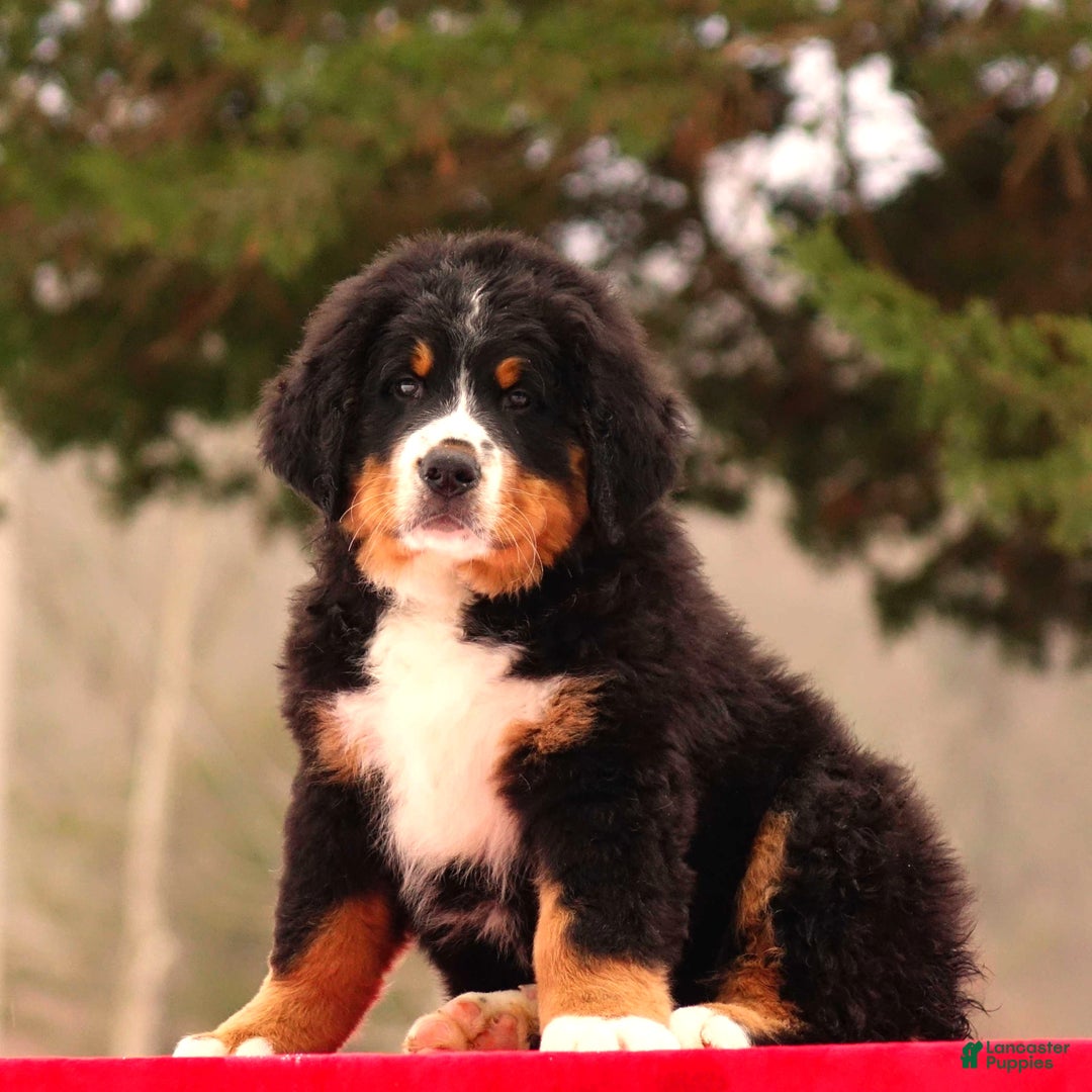 Bernese Mountain Dog dogs for sale: Barry - Ad 4
