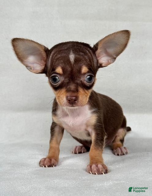 Chihuahua dogs Teacup/Pocketbook Chihuahua 1 - Ad 7