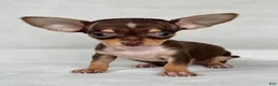 Chihuahua dogs for sale: Teacup/Pocketbook Chihuahua 1 - Ad 1