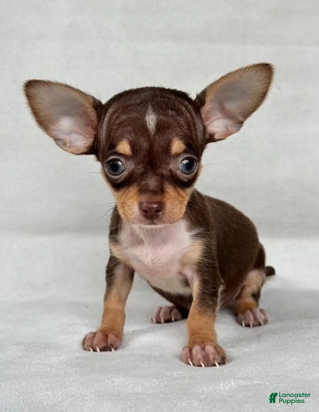 Chihuahua dogs for sale: Teacup/Pocketbook Chihuahua 1 - Ad 1