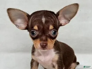 Chihuahua dogs Teacup/Pocketbook Chihuahua 1 - Ad 7