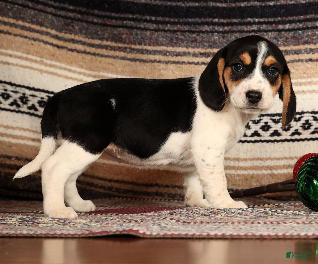 Beagle dogs for sale: Marshmallow - Ad 4