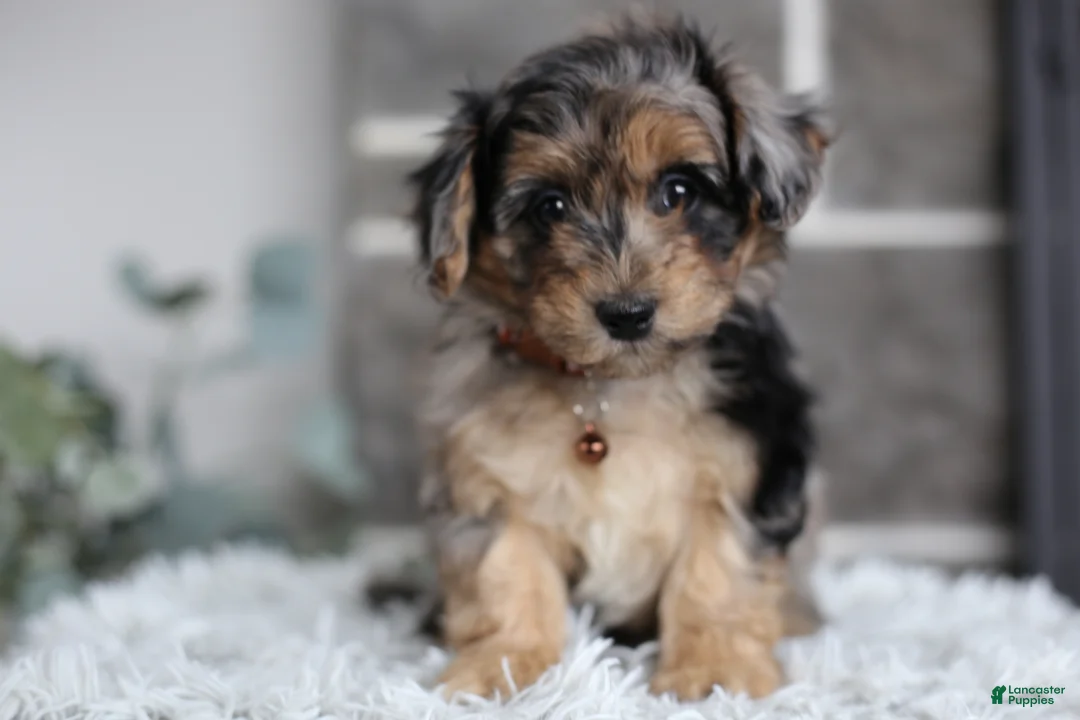 Maltipoo dogs for sale: Pebbles - Ad 3