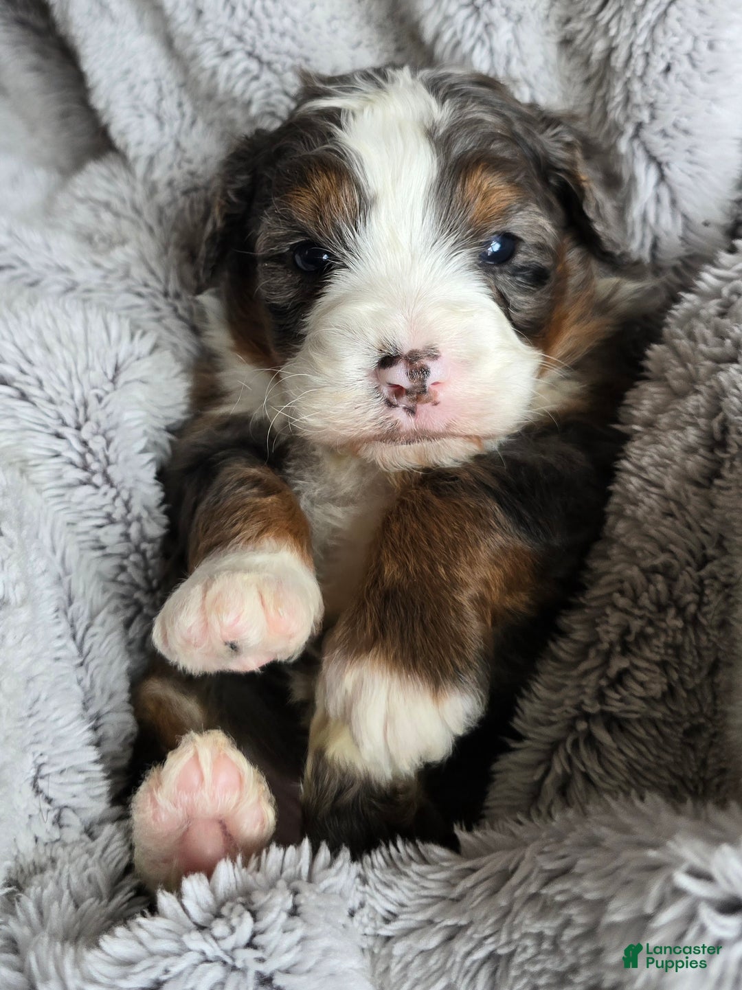Mini Bernedoodle dogs for sale: Mini Ollie - Ad 2
