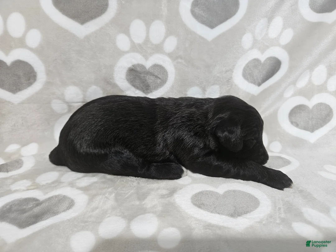 Goldendoodle dogs for sale: F1 BlackEyedPea - Ad 2